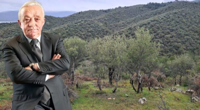 Cengiz, Sinop’ta tam 224 bin ağaç kesecek!