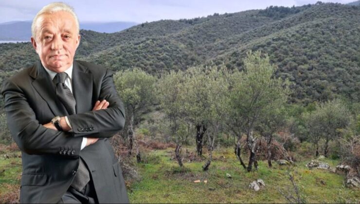 Cengiz, Sinop’ta tam 224 bin ağaç kesecek!