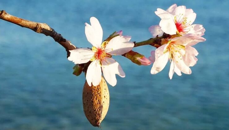 Datça'da badem ağaçları çiçek açtı