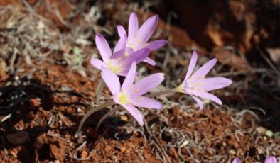 Dokunmak bile cesaret ister: Renklerine aldanıp koparmayın! Cezası cep yakıyor