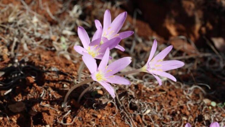 Dokunmak bile cesaret ister: Renklerine aldanıp koparmayın! Cezası cep yakıyor