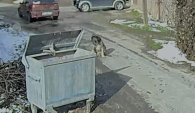 Ezilen köpeğin vücudundan çıkanlar yürekleri sızlattı