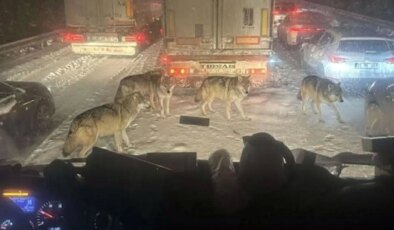 Gerçek mi değil mi? Bu fotoğraf karesini görenler ikiye bölündü