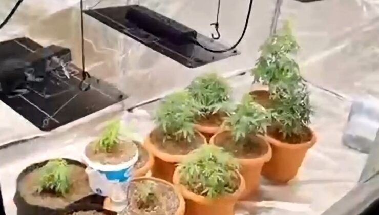 Geyve'de sera operasyonu: Hint keneviri yetiştiren 2 şüpheli yakalandı