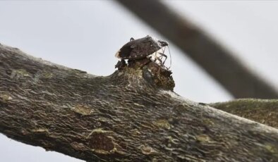 Giresun'da kahverengi kokarcayla mücadele dört koldan devam ediyor