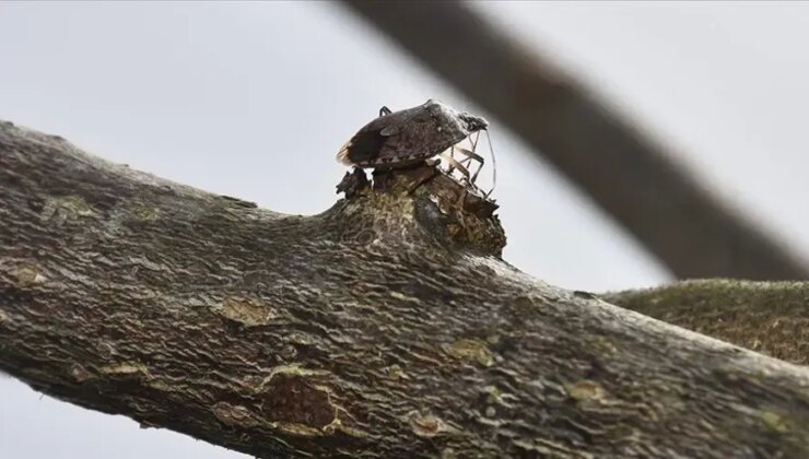 Giresun'da kahverengi kokarcayla mücadele dört koldan devam ediyor