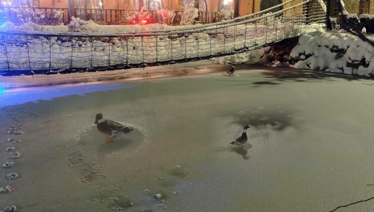 Göl soğuktan dondu, ördekler yürüyüşe geçti