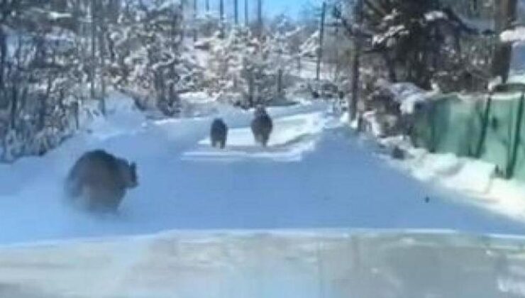 Gören telefonuna sarıldı! Kış uykusuna yatmadılar, aile boyu gezmeye çıktılar!