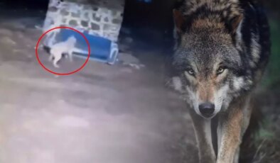 Görüntü gece yarısı çekildi: Kurdu gören Sivas kangalının yaptıkları olay oldu