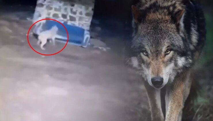 Görüntü gece yarısı çekildi: Kurdu gören Sivas kangalının yaptıkları olay oldu