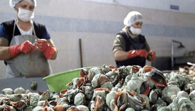 Görüntüsü mide bulandırıyor getirisi cep dolduruyor: Karadeniz'de milyonluk servet