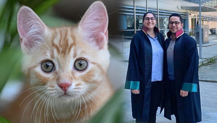 Hastanede serum takılırken kafasına kedi düştü: Tazminat aldı