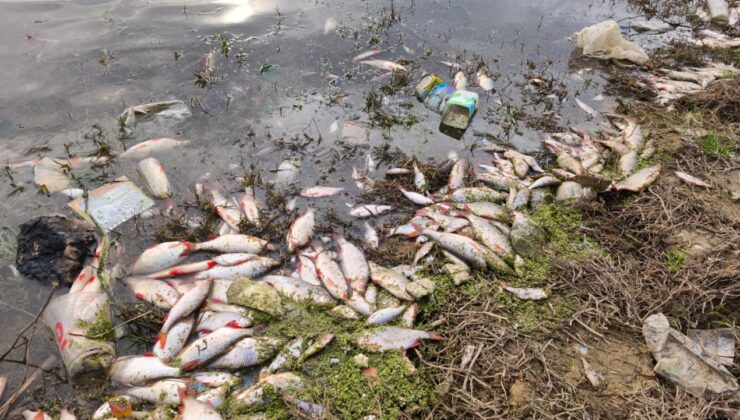 İstanbul'da gölette endişe verici görüntüler! Yüzlerce ölü balık kıyıya vurdu