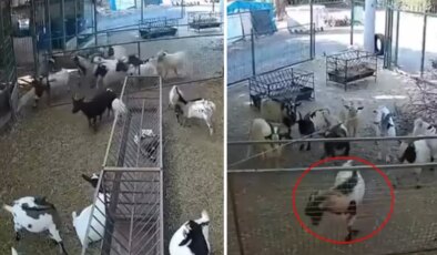 Kamera görüntülerini izleyen çiftlik sahibi gördüklerine inanamadı