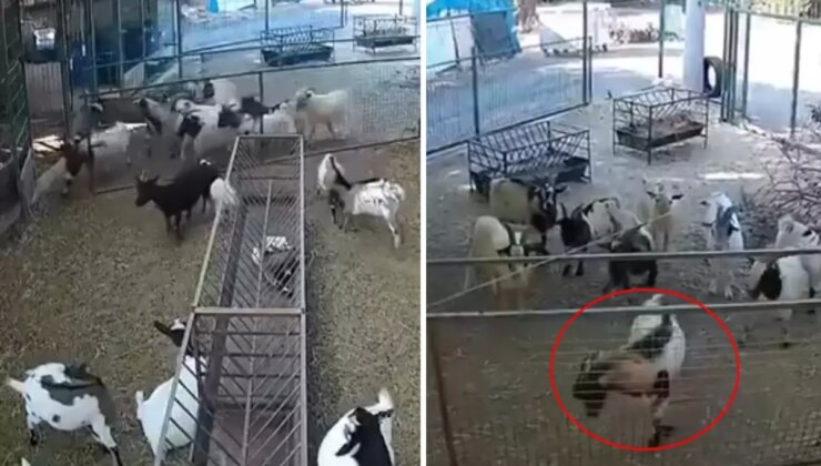 Kamera görüntülerini izleyen çiftlik sahibi gördüklerine inanamadı