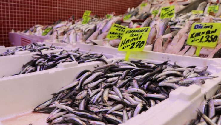 Kar yağdı, tonlarca hamsi Türkiye'den kaçtı