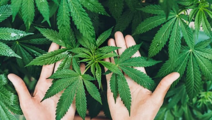 Kenevir üretimi izni verilen 21 il Resmi Gazete'de yayınlandı