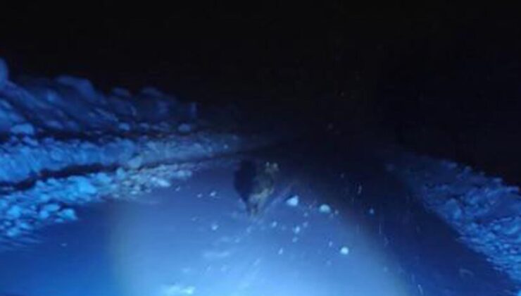 Kurdu görüntülemek isterken canlarını zor kurtardılar