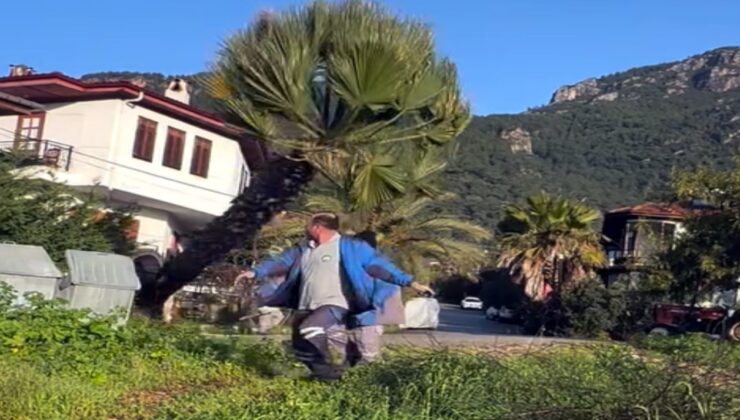Manzara kapanıyor diye asırlık palmiyeyi kökünden kestiler