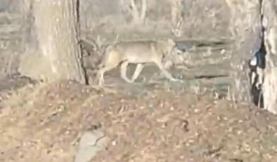 Nevşehir’de kurtlar yerleşim merkezine indi