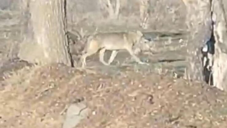 Nevşehir’de kurtlar yerleşim merkezine indi