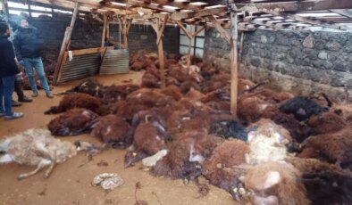 Sabah ahırına giden vatandaş, gördüğü manzara karşısında yıkılıp kaldı