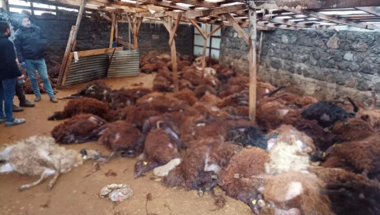 Sabah ahırına giden vatandaş, gördüğü manzara karşısında yıkılıp kaldı