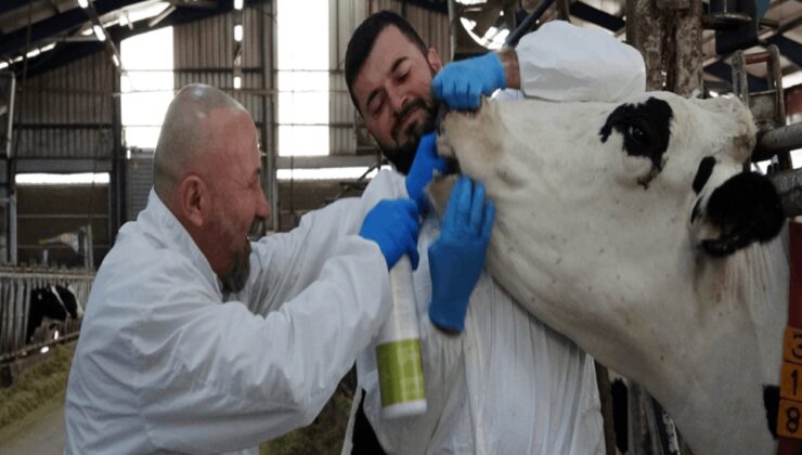 Şap hastalığı için sprey geliştirdiler