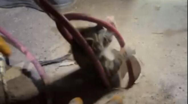 Sondaj kuyusuna düşen yavru kedinin imdadına itfaiye yetişti