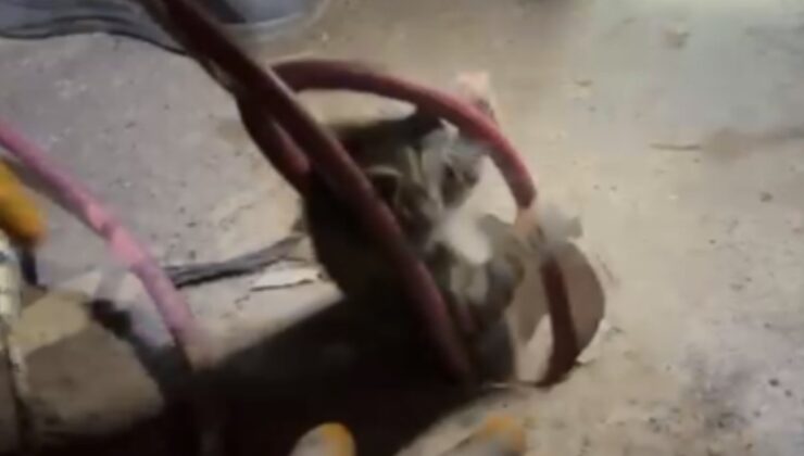 Sondaj kuyusuna düşen yavru kedinin imdadına itfaiye yetişti