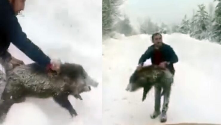 Sosyal medya bu adamı konuşuyor! Yaban domuzunu böyle yakaladı