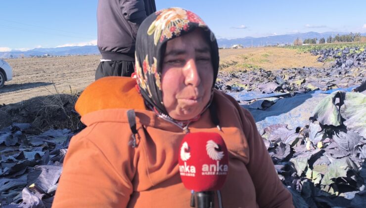 Tarlada çalışan kanser hastası kadın işçinin sözleri yürekleri burktu