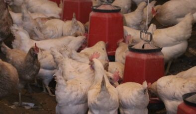 Tavuklara Türk sanat müziği dinletti, verim fırladı