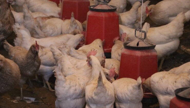 Tavuklara Türk sanat müziği dinletti, verim fırladı