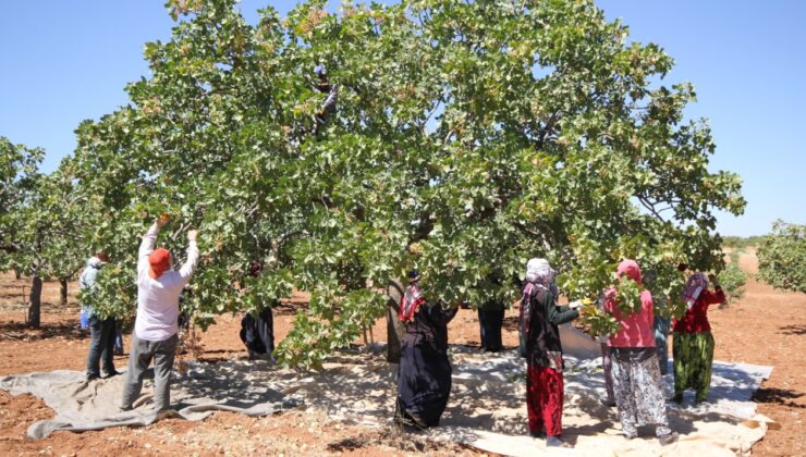 Tonlarca hasat edilip, 94 ülkeye gönderildi: Kilosu altınla yarışıyor