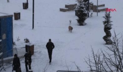 Van'da 363 yerleşim yeri ulaşıma kapandı