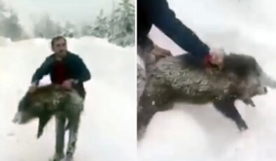 Yaban domuzunu yakaladı, sevdikten sonra tekrar bıraktı