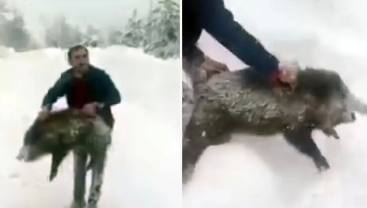Yaban domuzunu yakaladı, sevdikten sonra tekrar bıraktı