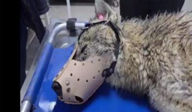 Yaralı kurt tedavi altına alındı