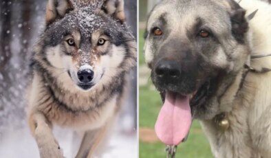 Yasak aşk yaşayan iki ezeli düşman! Kurt ile kangal çiftleşti, ortaya acayip bir tür çıktı