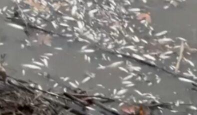 Yeşilırmak'ta balık ölümleri: İnceleme başlatıldı