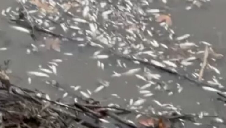Yeşilırmak'ta balık ölümleri: İnceleme başlatıldı