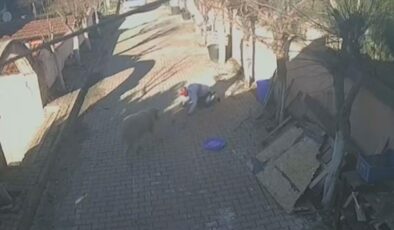 Yıllarca beslediği koç aniden saldırdı! Kemikleri kırıldı