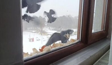 Yürekleri ısıtan hareket: Pencere önüne ekmek bırakarak kuşları beslediler