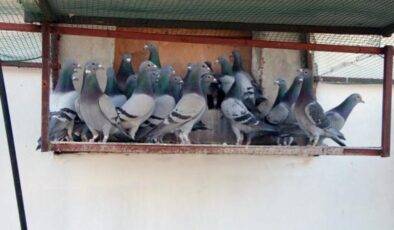 Adana’da ilginç olay: Kayıp güvercini bulana 75 bin lira ödül