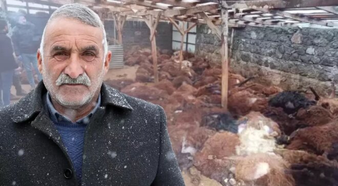 Bir gecede 200 koyunu telef olan vatandaşı duygulandıran bağış