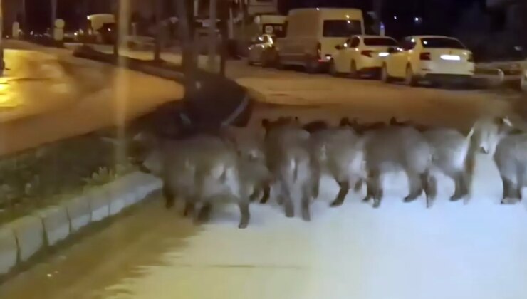 Hatay’da yaban domuzu sürüsü yerleşim yerine indi