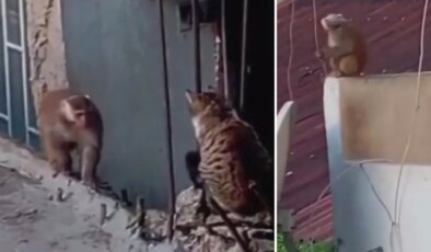 İstanbul’da çatıdan çatıya atlayan maymun ortalığı birbirine kattı