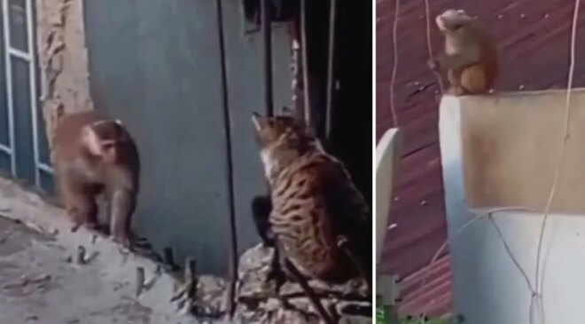 İstanbul’da çatıdan çatıya atlayan maymun ortalığı birbirine kattı