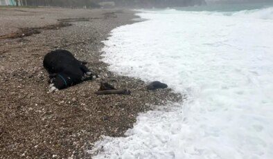 Kenti sel aldı, dünyaca ünlü sahilde kıyıya dana vurdu